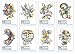 Chameleon Art Products, Chameleon Color Cards - Tattoo