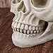 Human Skull Art Teaching Model Medical Realistic 1:1 Adult Size Replica Resin,Scary Halloween Decorations