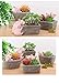 Youfui Pig Decor Pot Cute Piggy Succulent Planter Home Desk Office Fairy Garden Decoration Pig Gifts Ideal Gifts for Women, Mom or Birthday Christmas Pig Lovers Gift