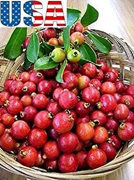 Potseed Germination Seeds: 40 Seeds: (Container Garden) Yellow Cherry Guava
