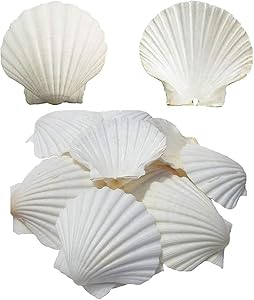 NO/BRAND Scallop Shells for Serving Food,Baking Shells Large Natural White Scallops from Sea Beach for DIY Craft Decor 4-5 Inches