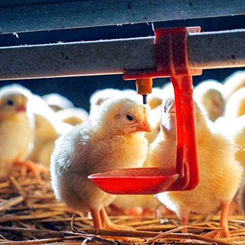Mothinessto Wassertrinkbecher Geflügeltränke Gute Zähigkeit Hühnchen-Trinkschale – Bild 3