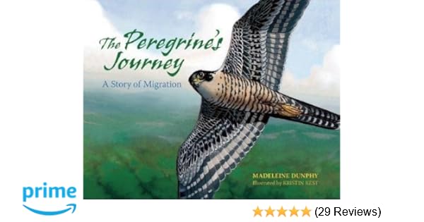 The Peregrines Journey A Story Of Migration Madeleine
