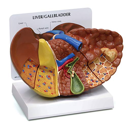 Amazon.com: Liver Model | Human Body Anatomy Replica of Liver w