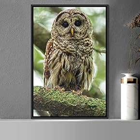 signwin Framed Canvas Wall Art Owl Birds Dramatic...