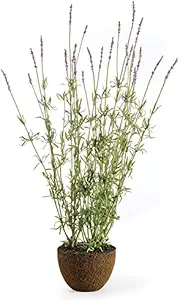 Napa Home & Garden Lavender 40