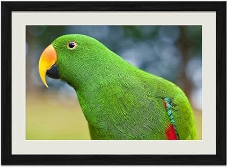 Amazon Co Jp グリーンパロット動物の写真木製黒額縁アートポスター 40cmx60cm ホーム キッチン