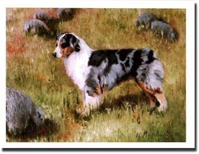 blue merle pastor australiano