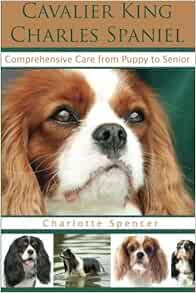 senior cavalier king charles spaniel