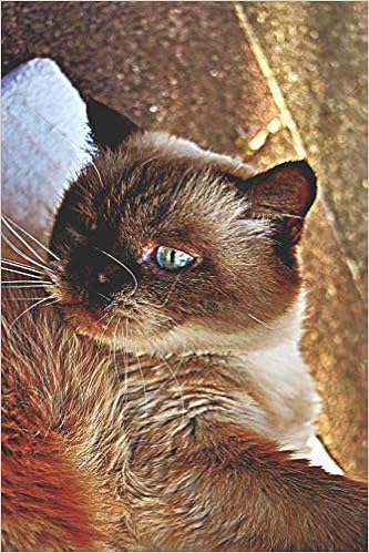 Buy British Short Hair With Blue Eyes Journal Notebook With Blank