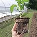 Plantable Seed-starter CowPots, Garden Pots For Healthier Plants, Made With Renewable Energy, 3 Inch Square Pots (Pack of 12)