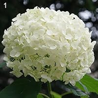 Dyllutrwhe Hydrangea Flower Seeds Garden Bonsai Perennial Plant Wedding Party Decor Summer Fresh Seeds for Planting 50Pcs White Hydrangea Seeds