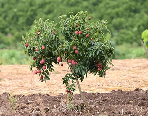 Primrose Garden Rare Exotic Dwarf Litchi Fruit Plant, 1 Layering Live Plant