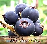 20 x SASKATOON SERVICEBERRY - Amelanchier alnifolia Seeds - Saskatoon Berry - fruit can be eaten raw or cooked. The fruit has a very nice sweet flavor with a hint of apple in the taste - HARDY To Zone 6 - By MySeeds.Co