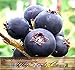 20 x SASKATOON SERVICEBERRY - Amelanchier alnifolia Seeds - Saskatoon Berry - fruit can be eaten raw or cooked. The fruit has a very nice sweet flavor with a hint of apple in the taste - HARDY To Zone 6 - By MySeeds.Co