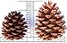 Natural Ponderosa Pine Cones Accent Decorations 3 to 4