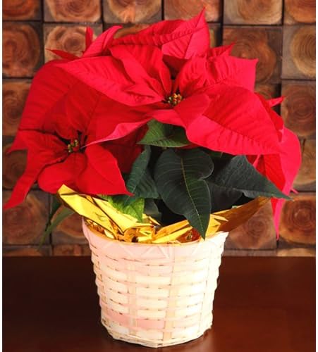 Amazon 送料無料 ポインセチア5号鉢 ギフト 花のギフト社 Hana No Gift Sha 観葉植物 通販