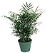 Shop Succulents Parlor Palm Chamaedorea 6" Pot primary