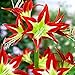 1 Bulbs, Amaryllis Bulbs, Hippeastrum, Barbados Lily, Amaryllis Flower 17MDLNR0017