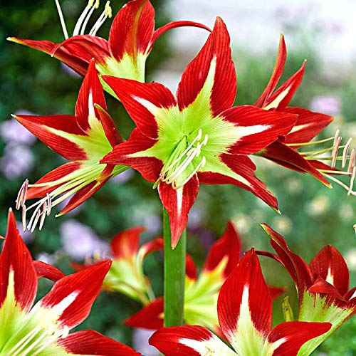 1 Bulbs, Amaryllis Bulbs, Hippeastrum, Barbados Lily, Amaryllis Flower 17MDLNR0017 1 Bulbs, Amaryllis Bulbs, Hippeastrum, Barbados Lily, Amaryllis Flower 17MDLNR0017