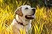 Ruffwear, Crag Dog Collar, Stylish Adventure Collar with Premium Reflective Design, Quick Release Buckle, Lightweight All-Day Comfort, Baja Blue, 20