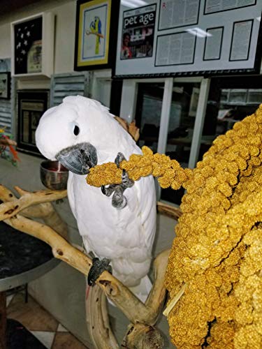5 Birds+LOVE+Cockatiel+Lovebird+Parakeet