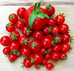 Tomato Cherry Maskotka Cascading Trailing Dwarf