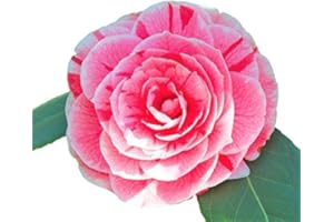 NEW LIFE NURSERY & GARDEN Dads Pink Camellia Japonica - Live Plant - Quart Pot