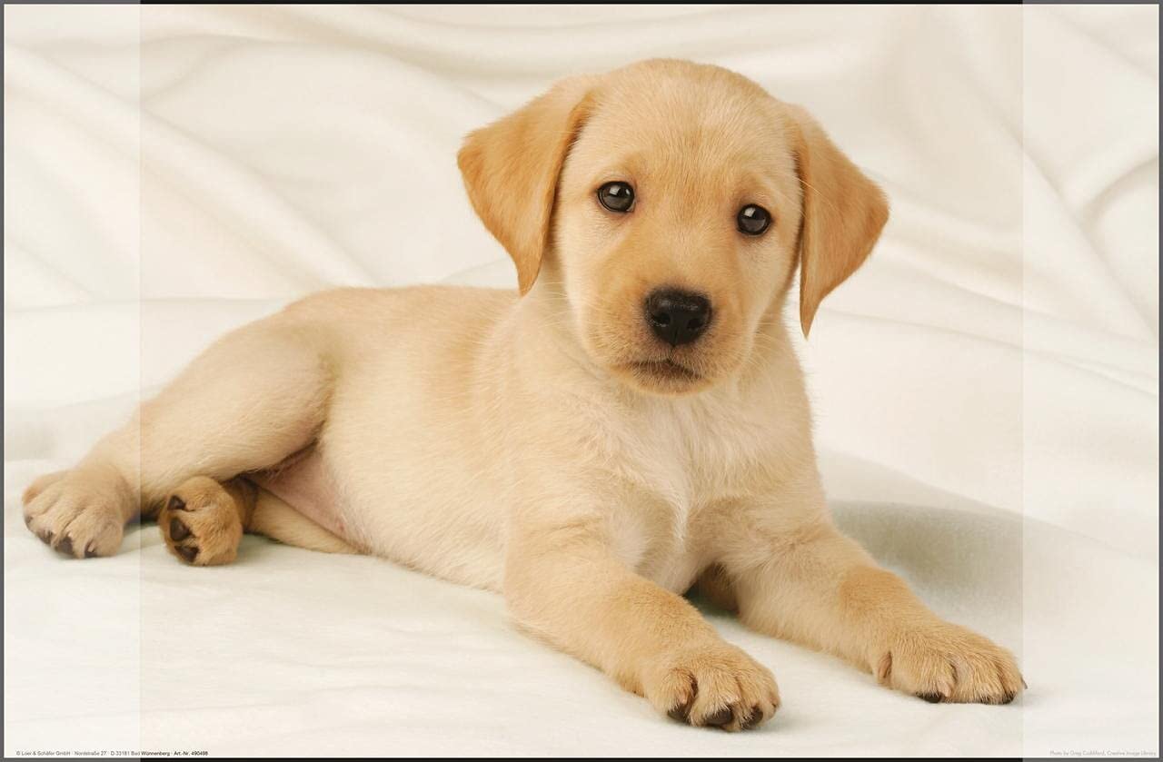 Kangaro Labrador K-0014D108 Desk Mat Non-Slip 38 x 58 cm with Two Pockets for Children, Teenagers and Study Rooms White