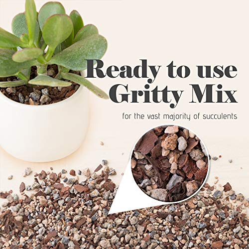 Bonsai Jack Succulent and Cactus Soil Jacks Gritty Mix 1113.5