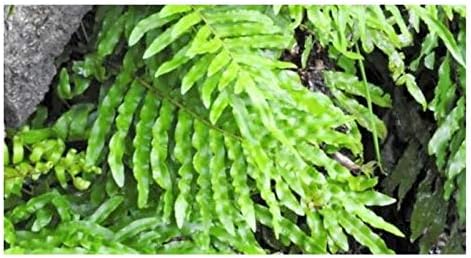 10x Blechnum Minus Fern Seeds - Garden Plants by Ipsa