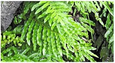 10x Blechnum Minus Fern Seeds - Garden Plants by Ipsa