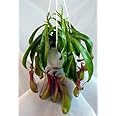 Asian Pitcher Plant - Nepenthes - Carnivorous - Exotic - 6" Hanging Basket
