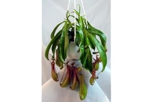 JM BAMBOO Asian Pitcher Plant - Nepenthes - Carnivorous - Exotic - 6" Hanging Basket