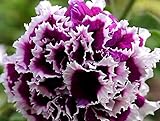 Double Petunia Cascade Purple Pirouette!!! a