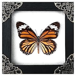 Real Framed Butterfly Frame Moth Dead Insect Dried