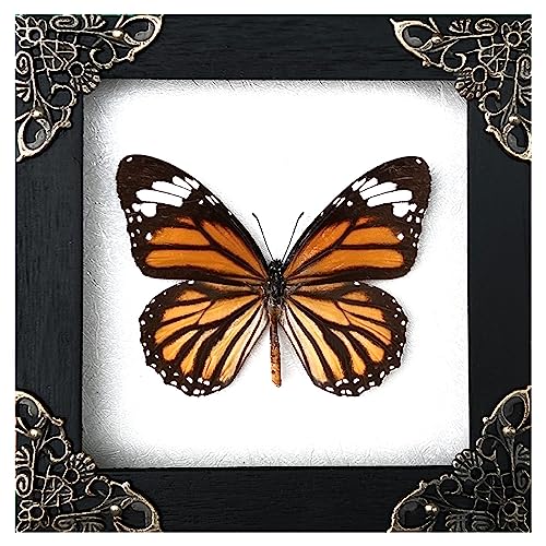 Real Framed Butterfly Frame Moth Dead Insect Dried