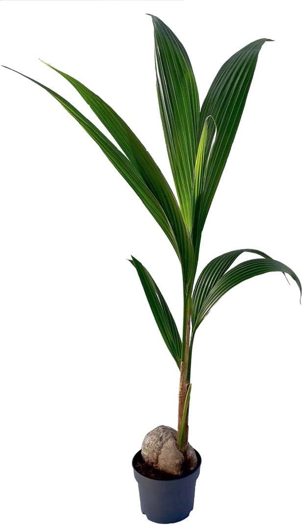 Cocotero (Cocos Nucifera) – Planta Viva Para Decoración De Interior, Palmera Natural