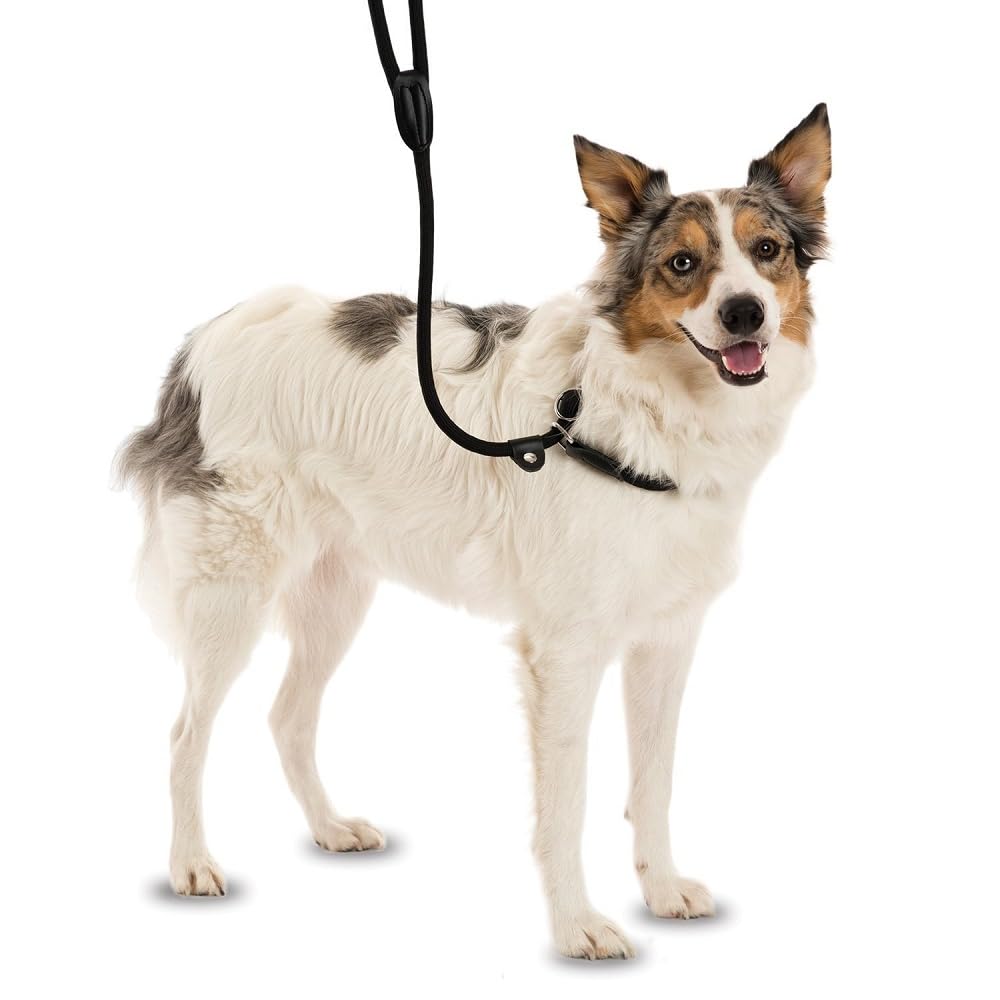 COMPANY OF ANIMALS 3-in-1 Slip Lead for Dogs, Size Small, Brown, 1.2m, All in One Headcollar, Leash & Collar, Easy to Use, Soft & Comfortable, Durable & Weather Resistant, Rope Lead ideal for Training