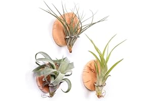 MITIME Magnetic air Plant Holder Refrigerator Sticker, Natural Wood Irregular Shape air Plant Wall Mount Holder. Refrigerator, Wall Decoration.Living Rooms, and Kitchens (Cypress Wood, 3)