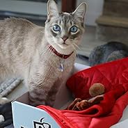 BoxCat Seasonal Cat Subscription Box – 4 GIANT Boxes Per Year with cat treats and cat toys: 1 Luxury Item