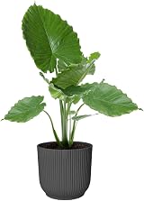 elho Vibes Fold Round 30 Plant Pot 100% Recycled Plastic Black Ø29.5xH27.2 view 9