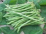 100 Seeds Landreth String-less Bush