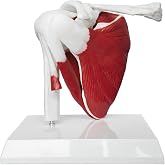JNMFTD Muscled Shoulder Joint Model, 1:1 Life Size Human Body Right Shoulder Scapula Anatomy Model with Ligaments Joint Bone with 3D Removable Base Product Manual for Medical Educational Training