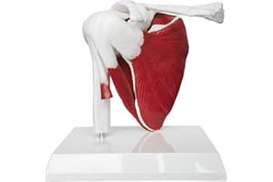 JNMFTD Muscled Shoulder Joint Model, 1:1 Life Size Human Body Right Shoulder Scapula Anatomy Model with Ligaments Joint Bone with 3D Removable Base Product Manual for Medical Educational Training