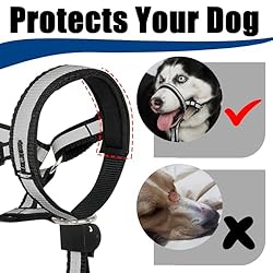 Reflective Head Collar, No Pull Collar for Small