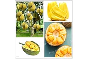 Vista 50pcs Fresh Jackfruit Seeds Fruit Trees Tropical Rare Giant Tree Seeds Rare Miracle Fruit Garden Seeds New Big Flowerin