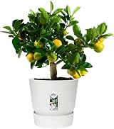 elho Greenville Round 30 Large Flower Pot with Water Reservoir White view 3