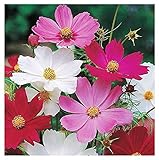 1000 Cosmos Sensation Seeds - Long Blooming Period