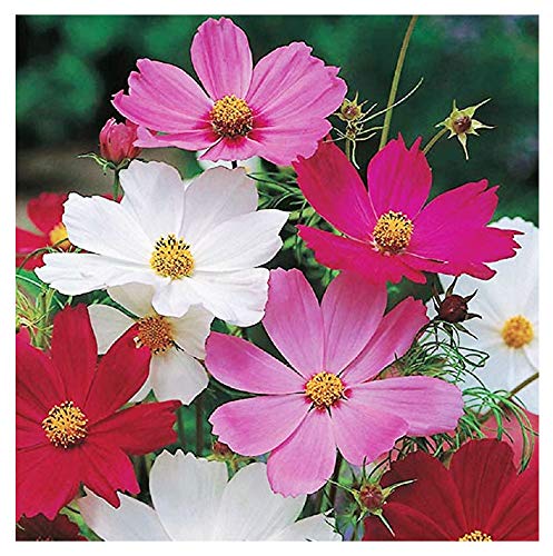 1000 Cosmos Sensation Seeds - Long Blooming Period